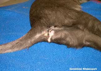 Vieze uitvloeiing uit de vagina bij een kat met een baarmoederontsteking